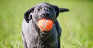 AKC Trick Dog