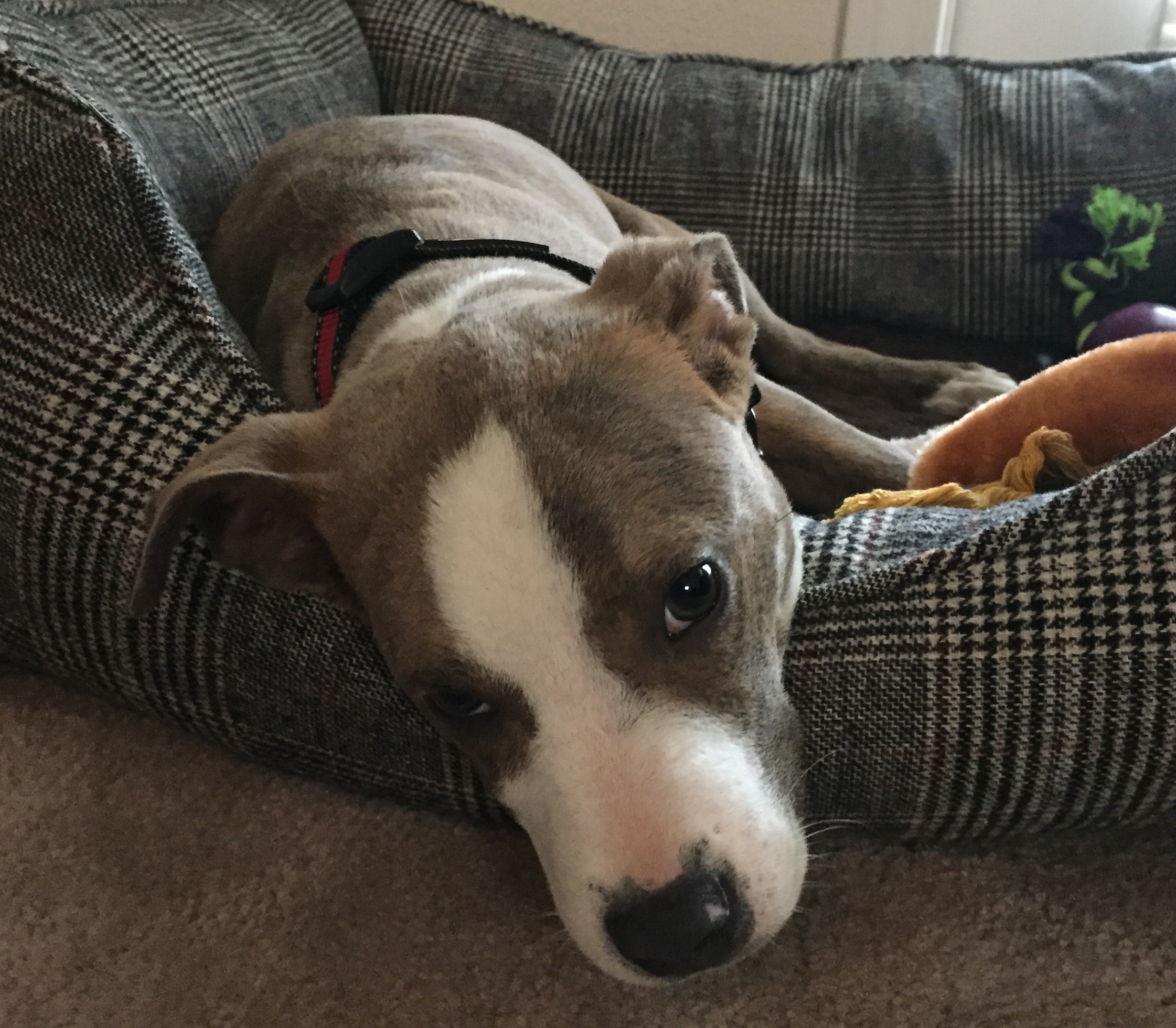 San Antonio Dog Training: American Staffordshire Terrier ...