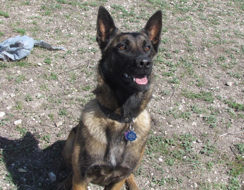 Austin Dog Training: Malinois Loves Her Bite Work and To Cuddle!