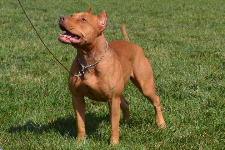 Dog Training in Frederick &amp; Rockville-Potomac MD | Sit ...
