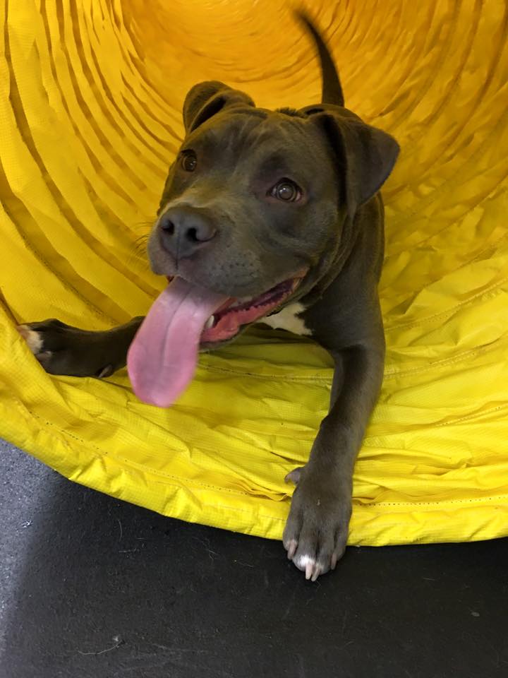 Pittsburgh Dog Training Obedience for the Real World