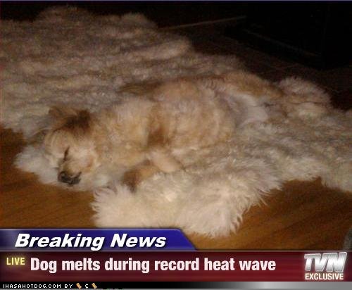 Dog's Melting During Record Heat – Sit Means Sit Dog ...