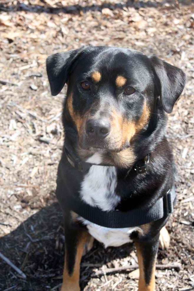 Akuma - Rottweiler | Dog Training - Raleigh, NC
