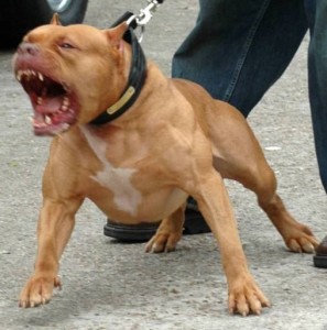 Are Pit Bulls Really Aggressive?