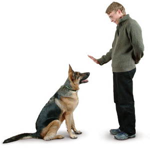 Top 5 Dog Training Secrets of the Experts