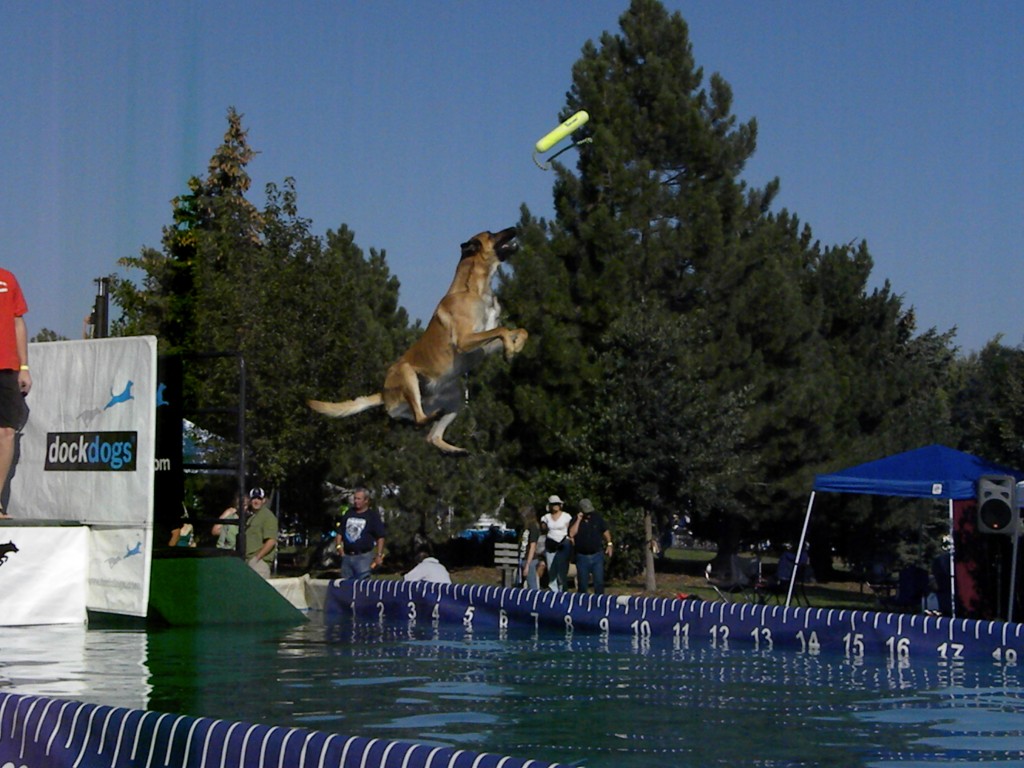 DSCN0992 Remy jumping at Broomfield Days