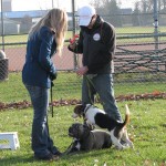 A woman and man holding leashes with two dogs on the grass