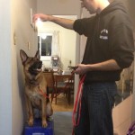 Brutus the German Shepherd Learning 'Place'