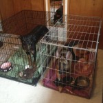 Lola the Rottweiler & Brutus the German Shepherd - Before Training