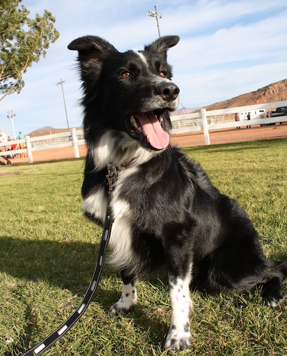 Durham Region Dog Behaviour Consultation