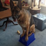Brutus the German Shepherd Showing Off