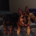 Lola & Brutus - One Week into Training