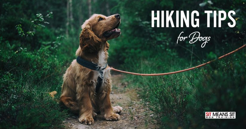 Hiking Tips for Dogs