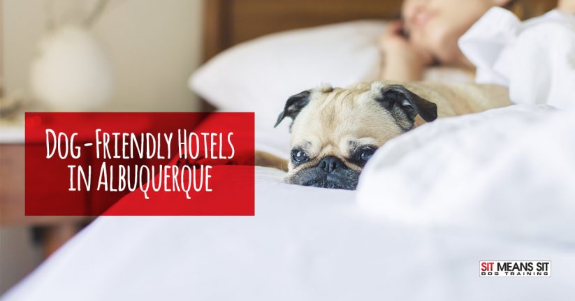 Dog-Friendly Hotels in Albuquerque