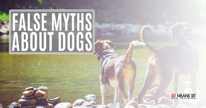 False Myths About Dogs