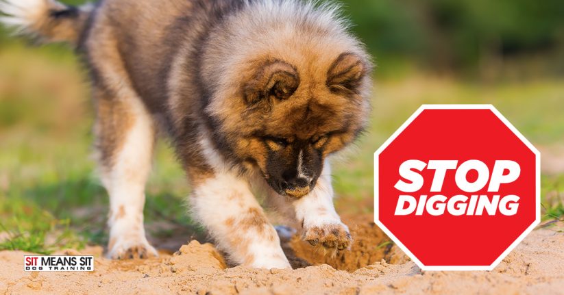 Tips to Stop Your Dog from Digging Up the Yard
