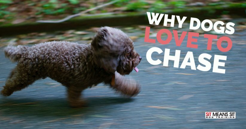 Why Dogs Like to Chase