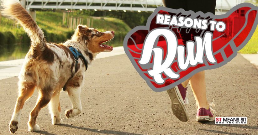 Reasons to Run with Your Dog