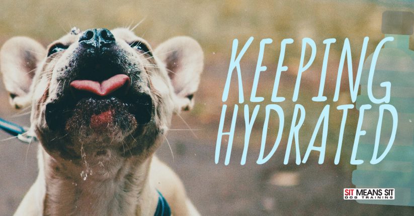 Keeping Your Dog Hydrated