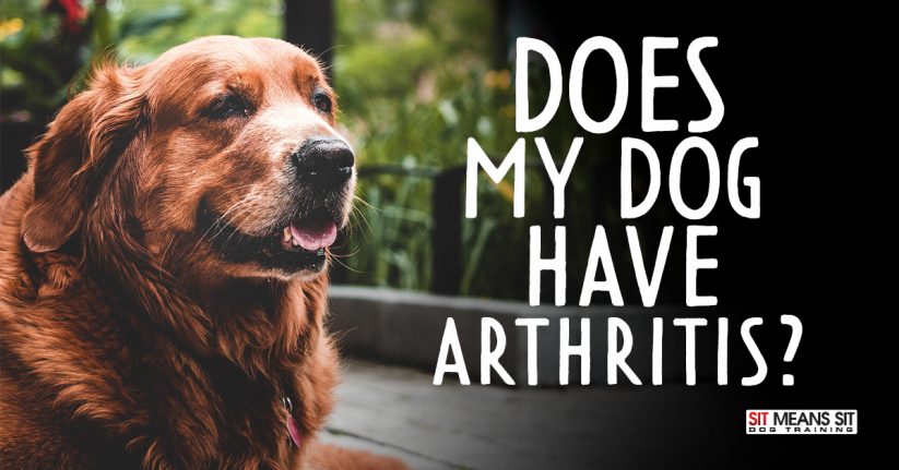 Does My Dog Have Arthritis?