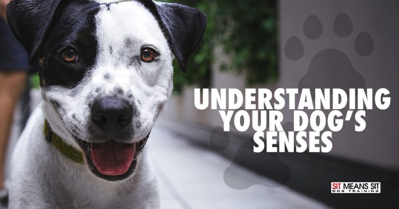 Understanding Your Dog's Senses