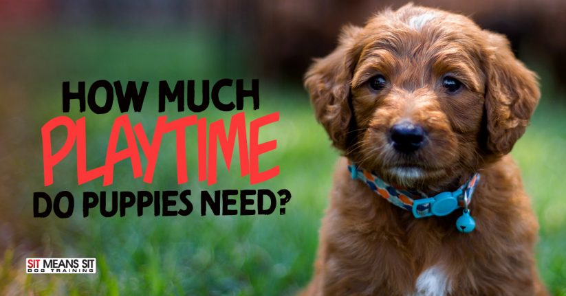 How Much Playtime Do Puppies Need?