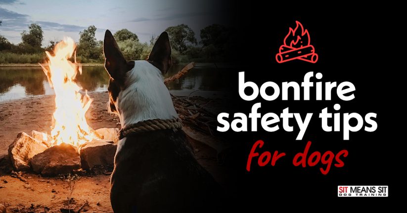 Bonfire Safety Tips for Dogs