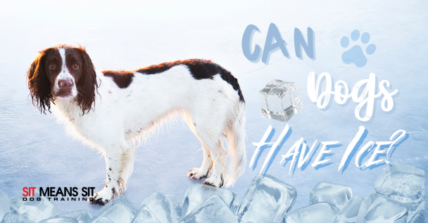Can Dogs Eat Ice?
