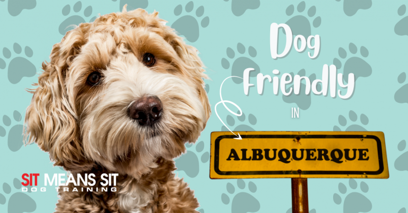 Dog Friendly Things To Do In ABQ