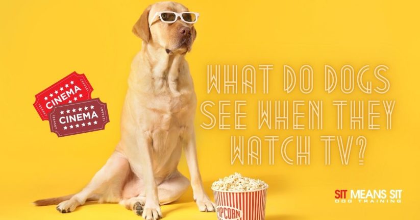 What Do Dogs See When They Watch TV?