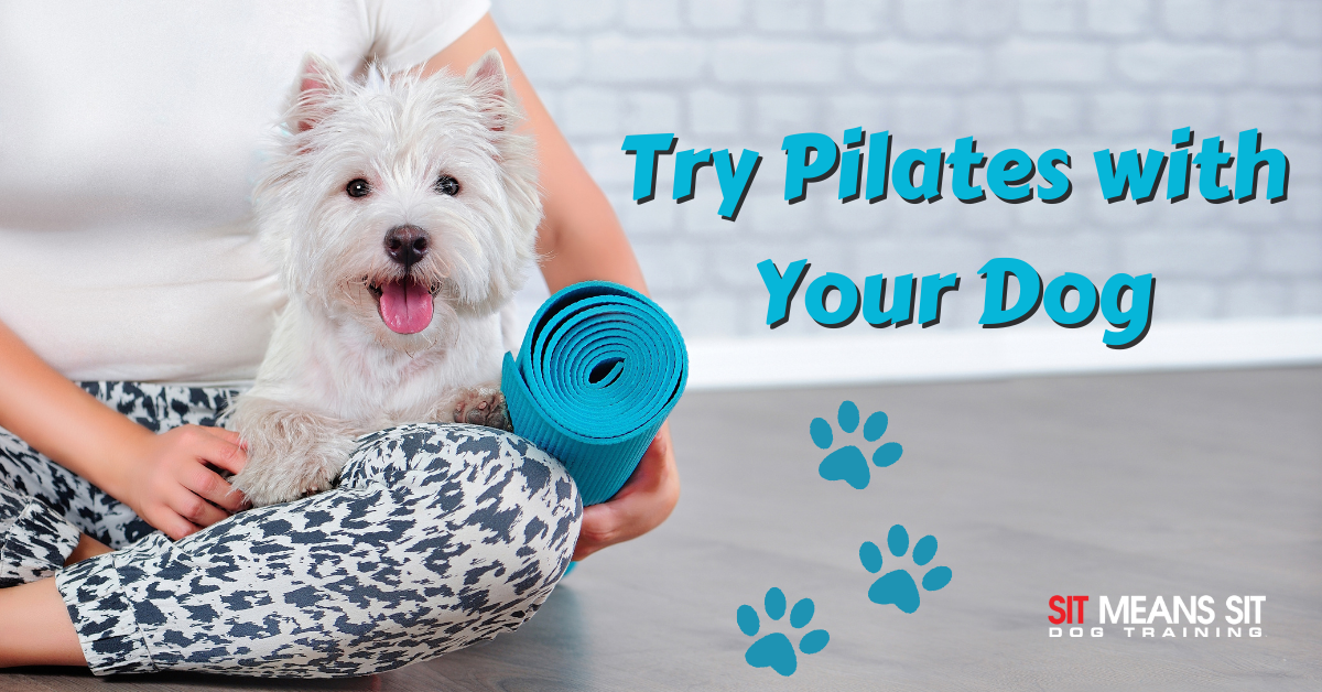 Try Pilates with Your Dog | Sit Means Sit Dog Training Albuquerque