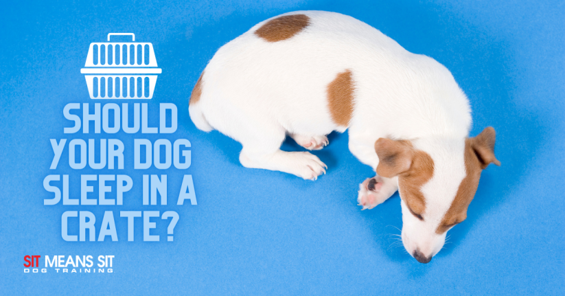 Should Your Dog Sleep in a Crate?