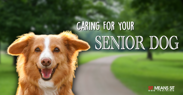 A dog smiling with the text caring for your senior dog poster
