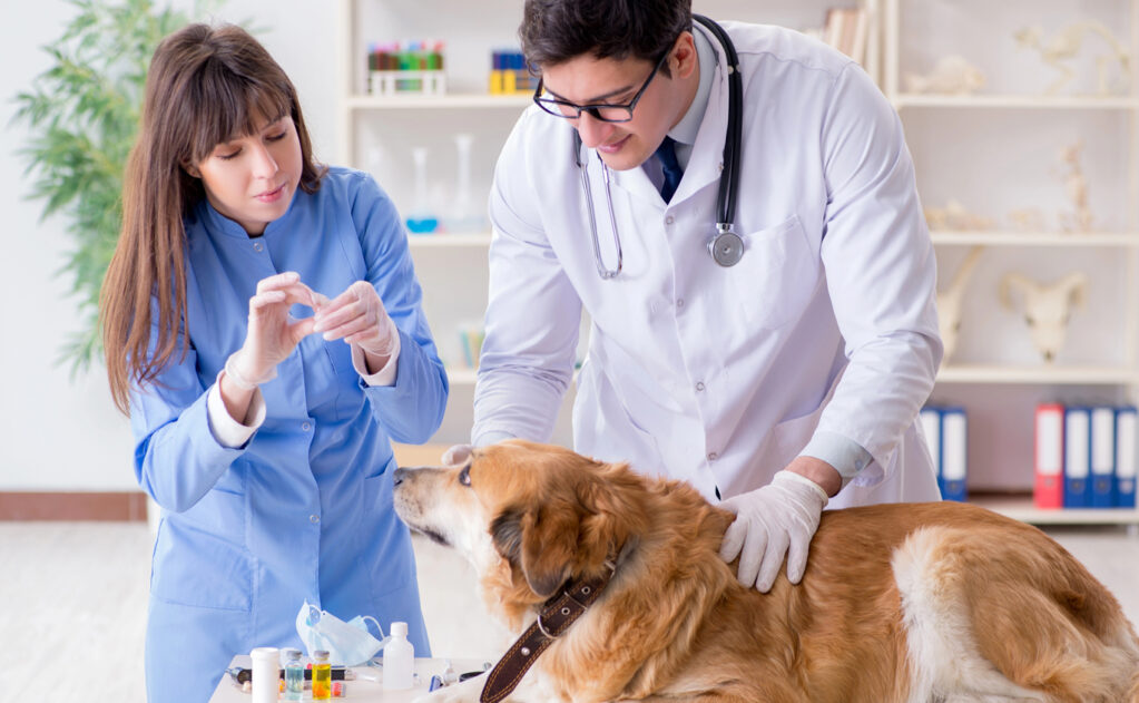 A dog at the vet