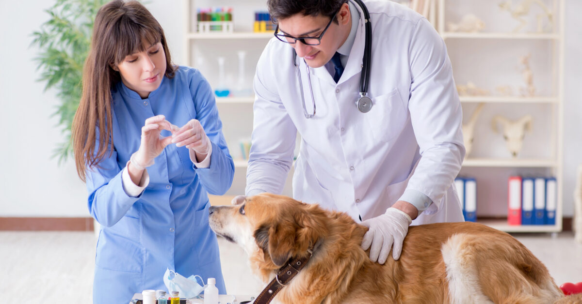 A dog at the vet