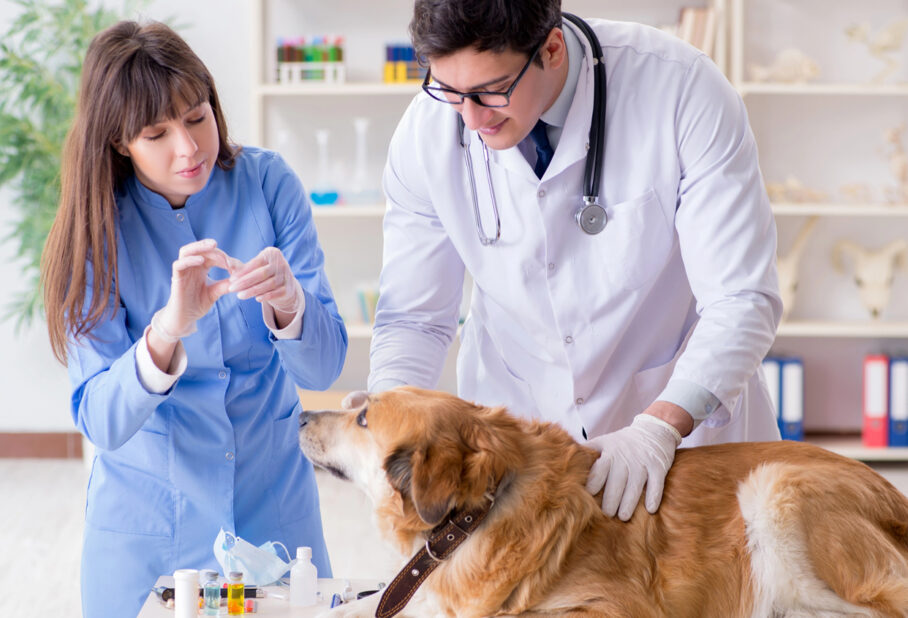 A dog at the vet