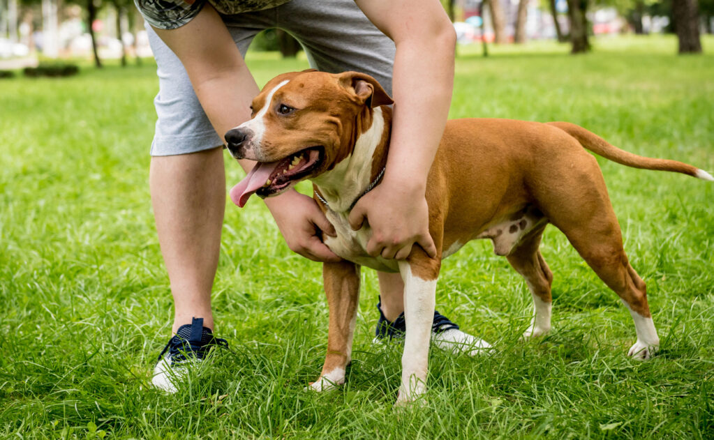A Pitbull standing grass looking left