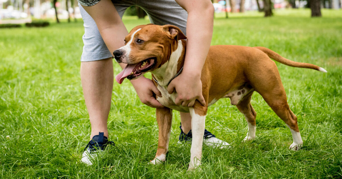 A Pitbull standing grass looking left