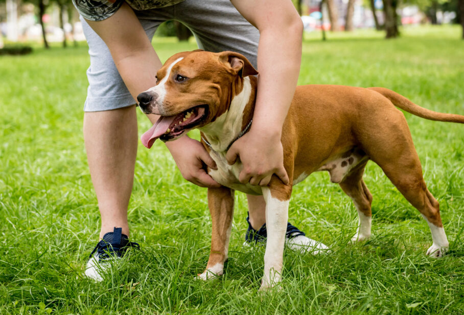 A Pitbull standing grass looking left