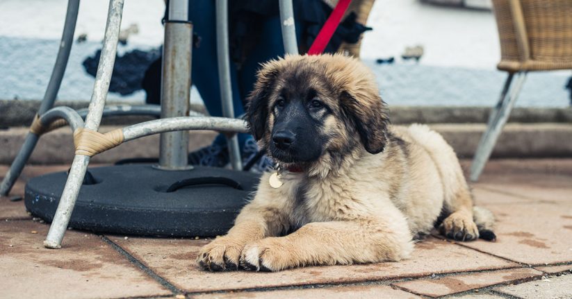 A fluffy puppy lying on the ground near a table in an outdoor setting.