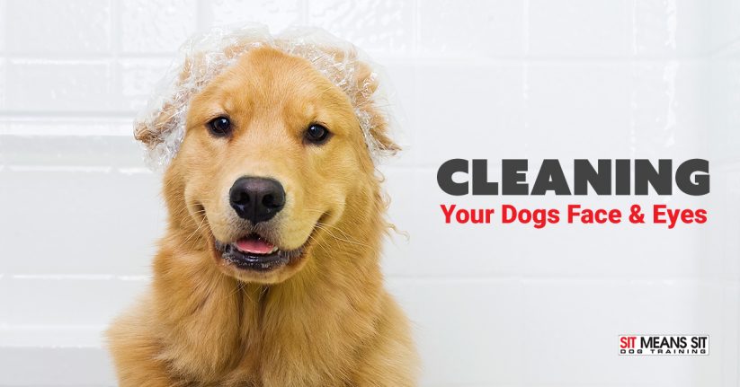 Cleaning Your Dog's Face & Eyes