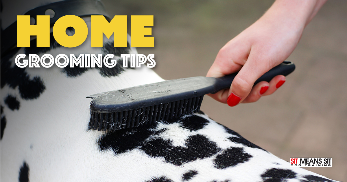 A person brushes the coat of a black-and-white spotted animal, with "Home Grooming Tips" text in the background.