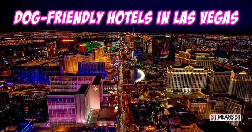 Dog-Friendly Hotels in Las Vegas