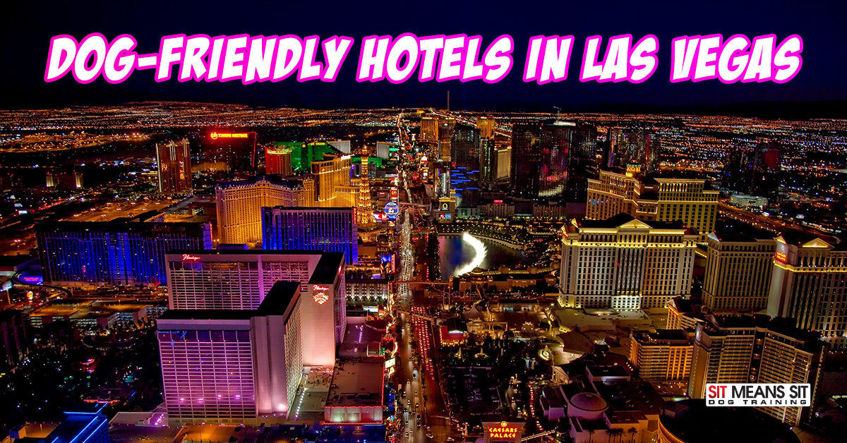 Pet Friendly Hotels in Las Vegas