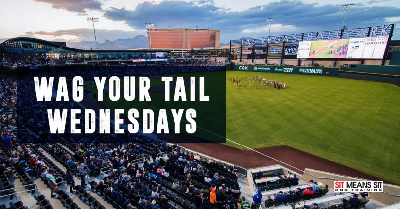 Wag Your Tail Wednesdays at the Las Vegas Aviators Games