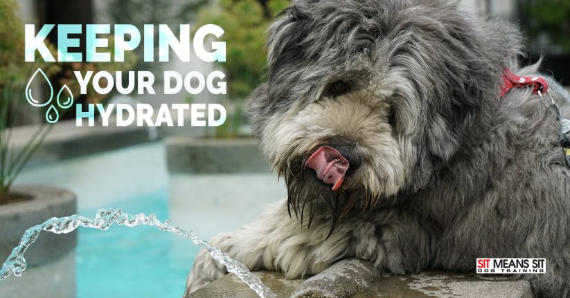 Tips for Keeping Your Dog Hydrated