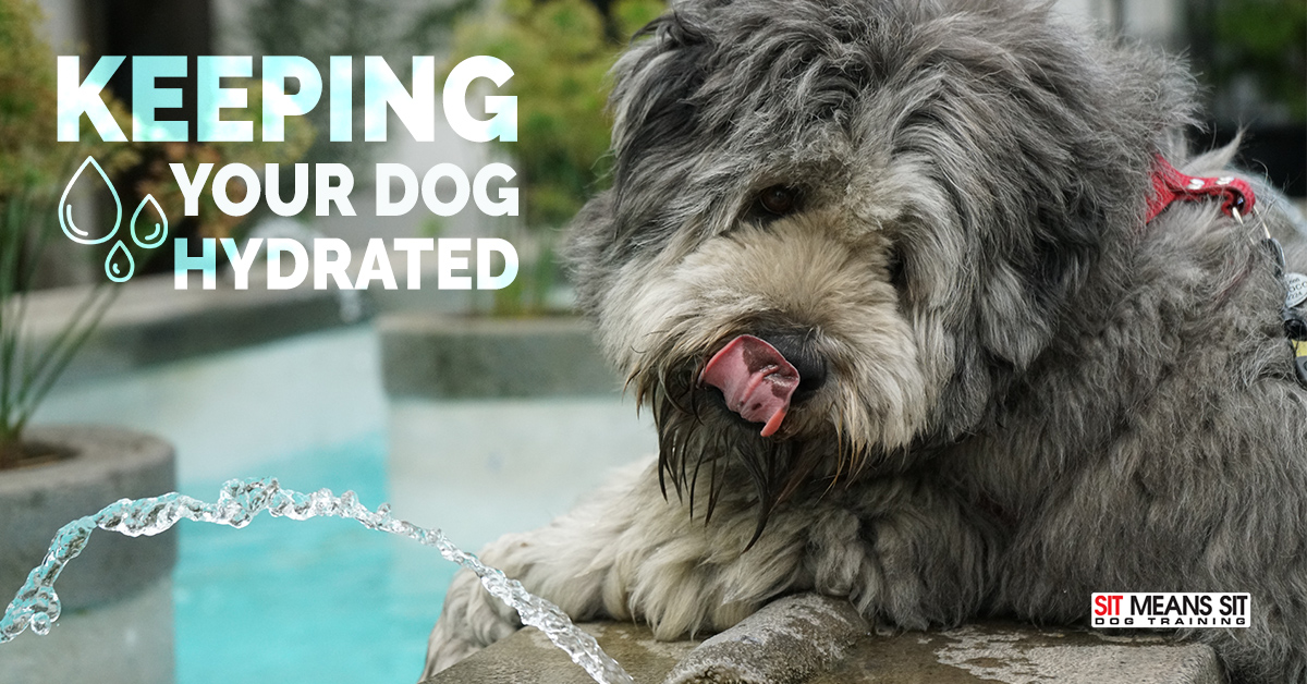 Tips for Keeping Your Dog Hydrated