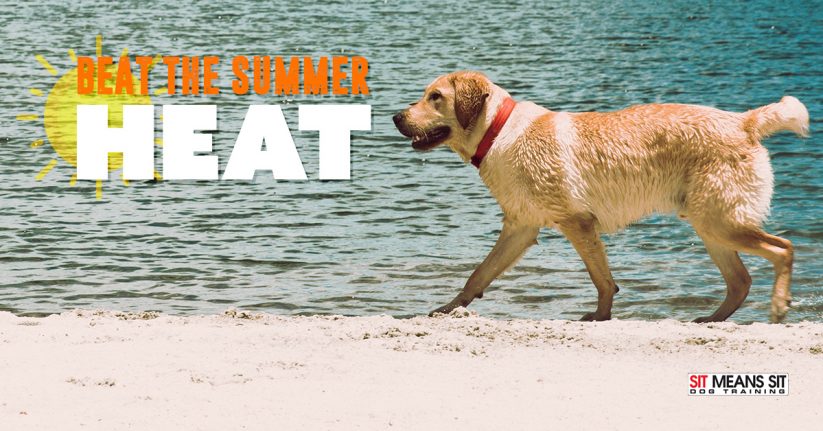 Tips to Beat the Summer Heat with Your Dog