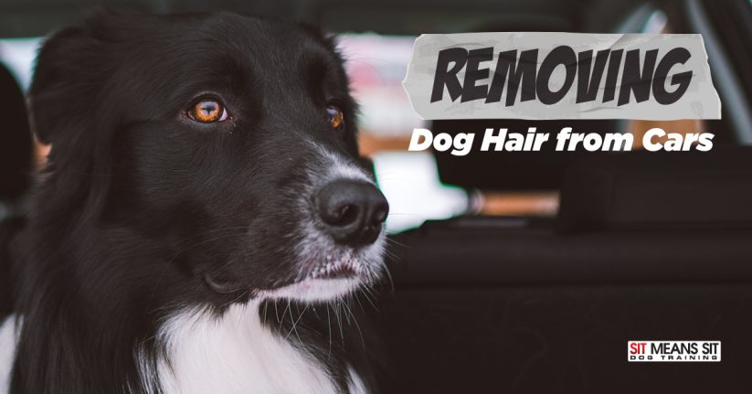 Tips for Getting Dog Hair Out of Cars