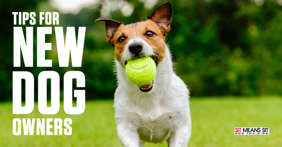 Tips for New Dog Owners | Sit Means Sit Dog Training - Aliante & Summerlin